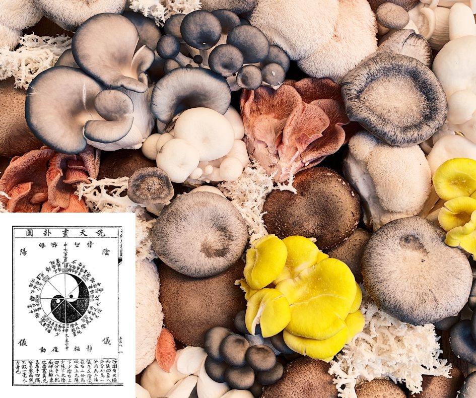 Selection of wild mushrooms with Chinese ying yang symbol