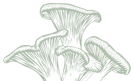 Sage green outline of wild mushrooms